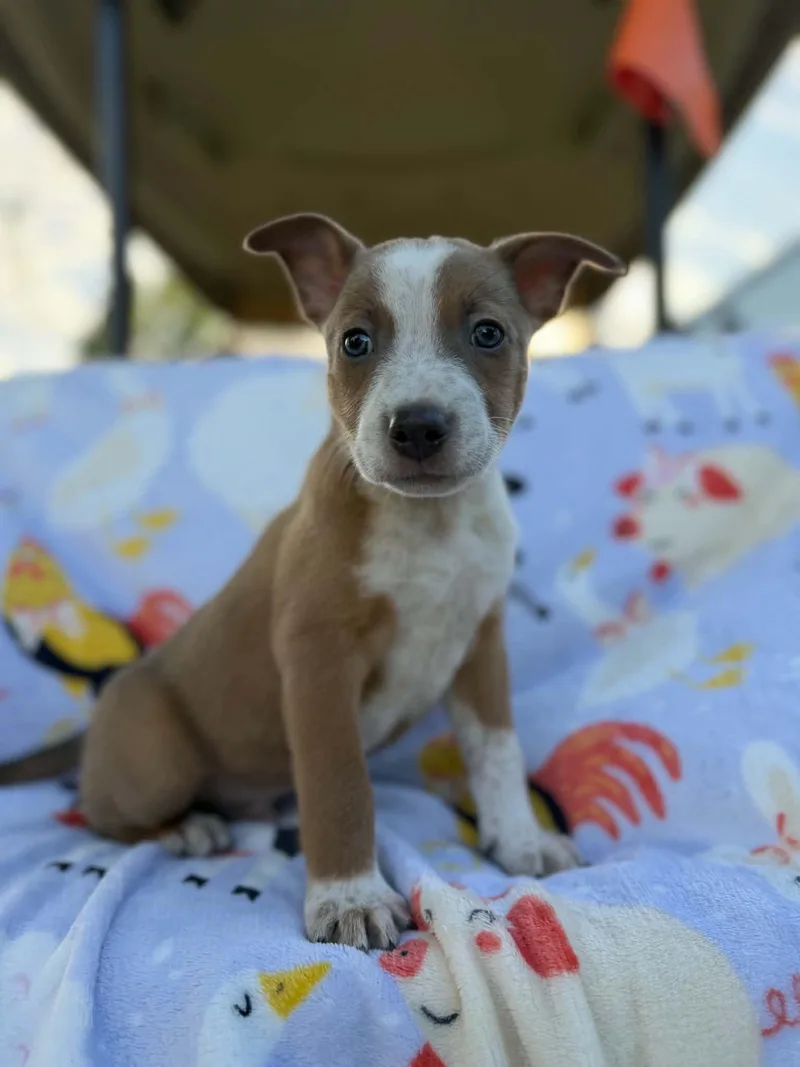A baby medium-sized male Brown / Chocolate Australian Cattle Dog / Blue Heeler dog named Greg for adoption in Dysart, IA