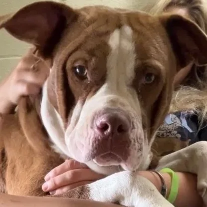 An adult large-sized male Red / Chestnut / Orange Pit Bull Terrier dog named Duke for adoption in Mount Sterling, KY