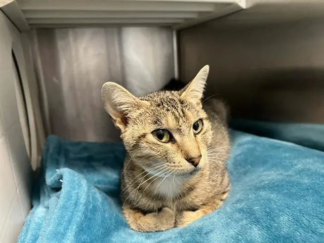 A young medium-sized female Domestic Short Hair cat named Fortuna for adoption in Tustin, CA