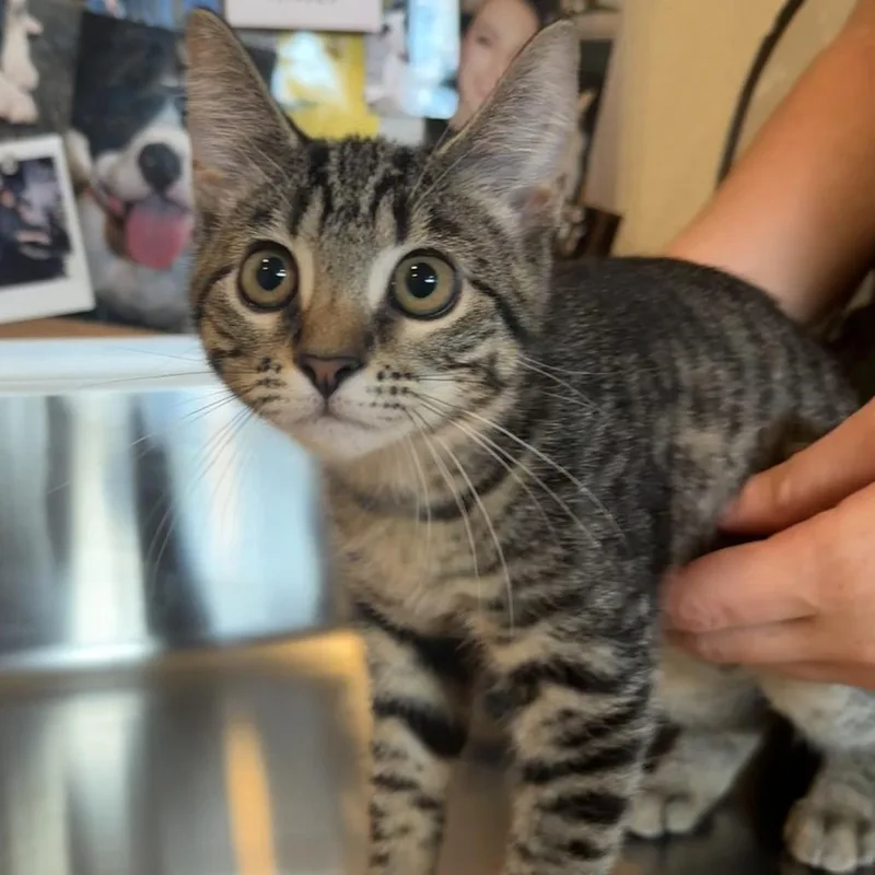 A baby small-sized female Brown / Chocolate Domestic Short Hair cat named Meowly Cyrus for adoption in Louisville, KY