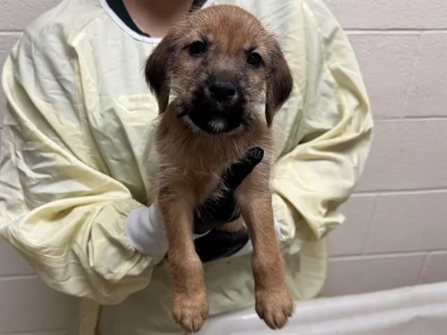 A baby small-sized male Wheaten Terrier dog named Battery for adoption in Colorado Springs, CO