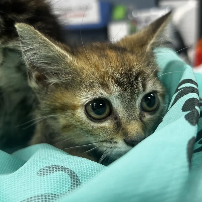 A baby small-sized female Brown / Chocolate Domestic Short Hair cat named Tweedle Dum for adoption in Newark, NJ