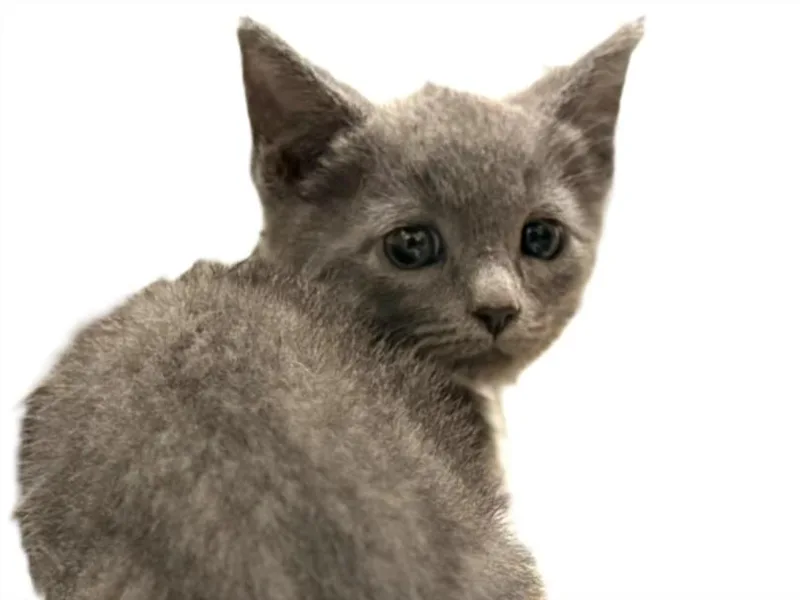 A baby small-sized female Domestic Short Hair cat named Calamari for adoption in Los Angeles, CA