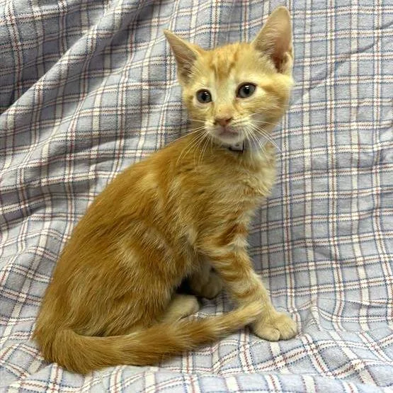 A baby small-sized male Orange / Red Domestic Short Hair cat named Yosemite for adoption in Long Beach, CA