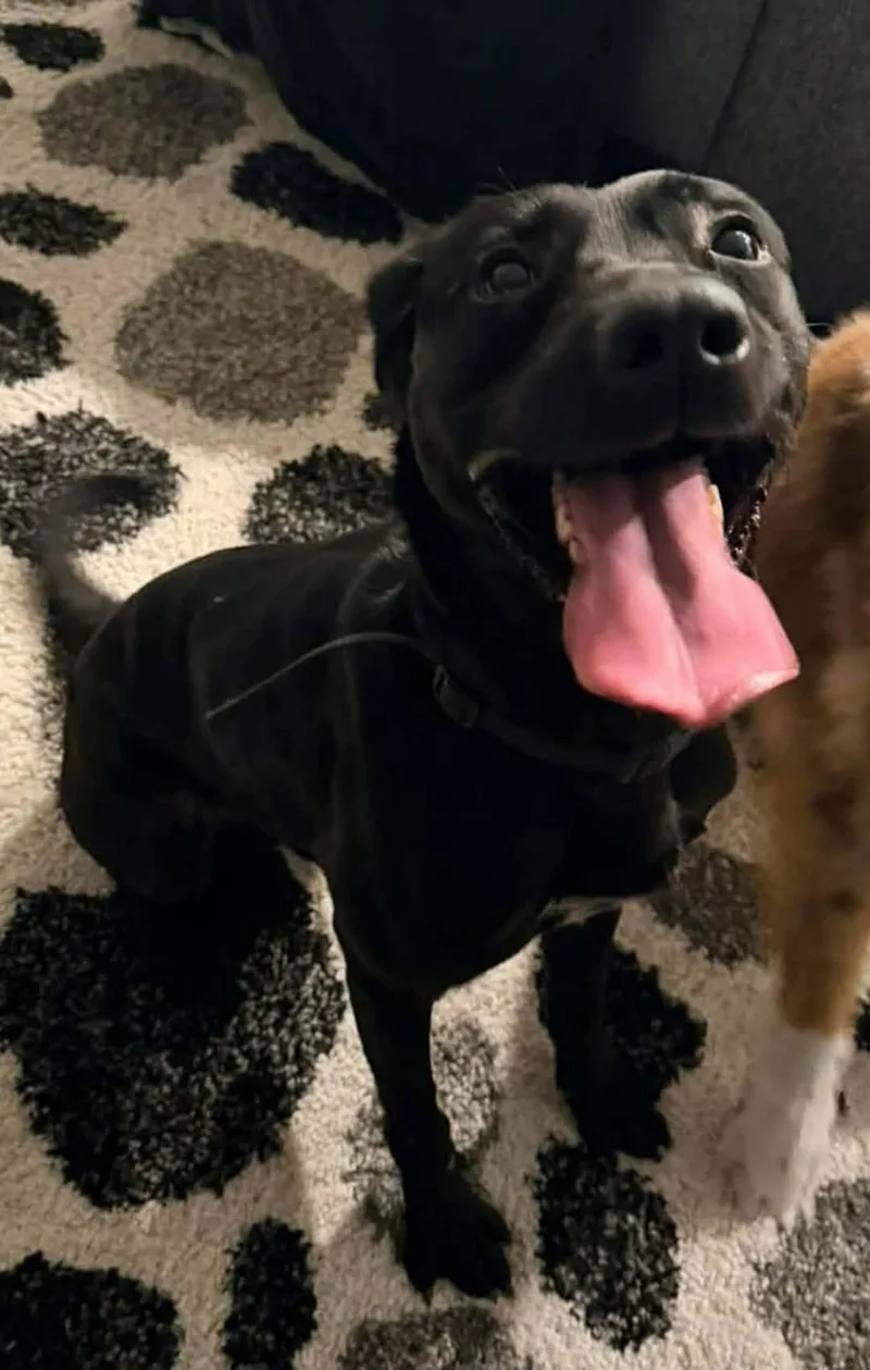 An adult medium-sized male Black Labrador Retriever dog named Mylo for adoption in Lakeland, FL