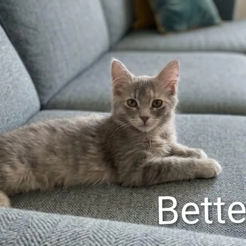 Bette