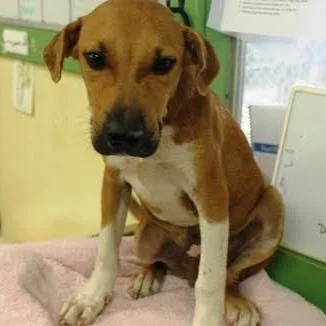 A baby large-sized male Mixed Breed dog named Ewok for adoption in Munster, IN