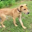A young large-sized male Golden Great Dane dog named Duke for adoption in Commerce, TX