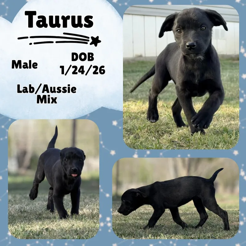 A baby medium-sized male Black Labrador Retriever dog named Taurus for adoption in Caldwell, TX