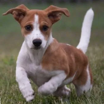 A baby medium-sized female Beagle dog named Jolene for adoption in Albany, NY