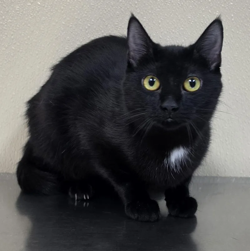 A young medium-sized female Domestic Short Hair cat named Noelle for adoption in Brainerd, MN