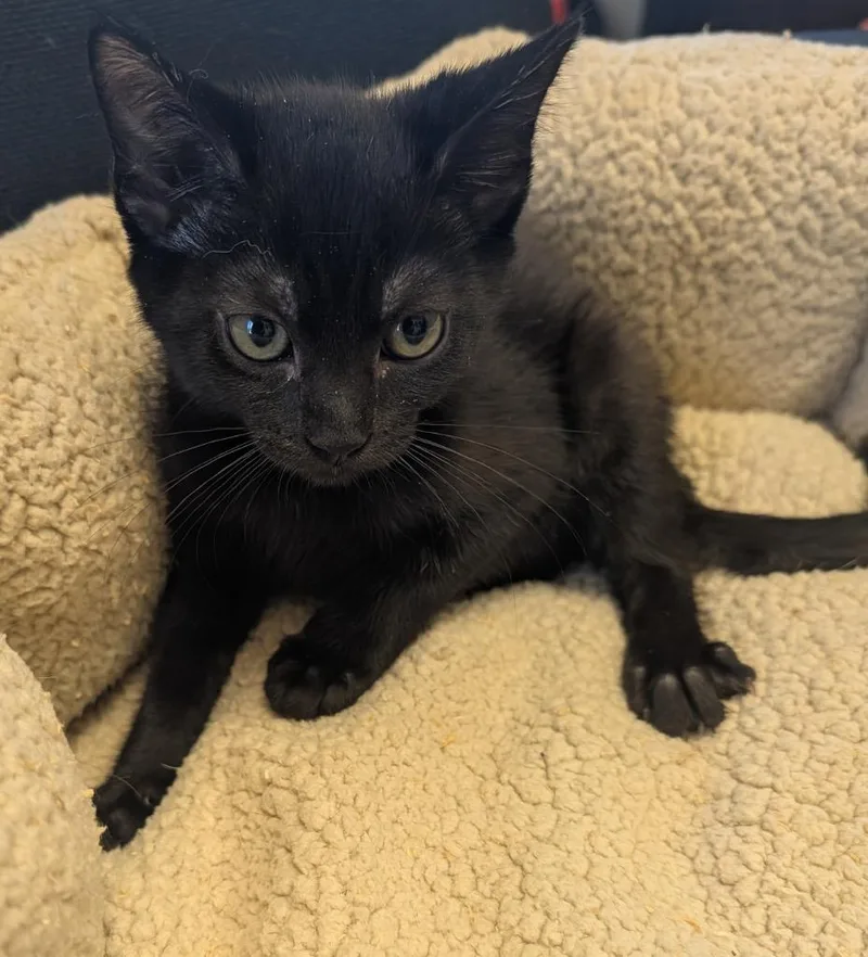 A baby small-sized female Domestic Short Hair cat named Gypsy for adoption in Fort Myers, FL