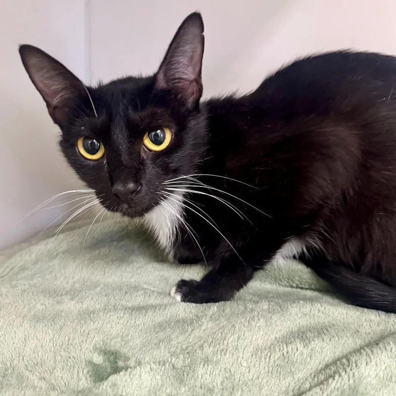 A young medium-sized female Black Domestic Short Hair cat named Luna for adoption in Hawthorne, CA
