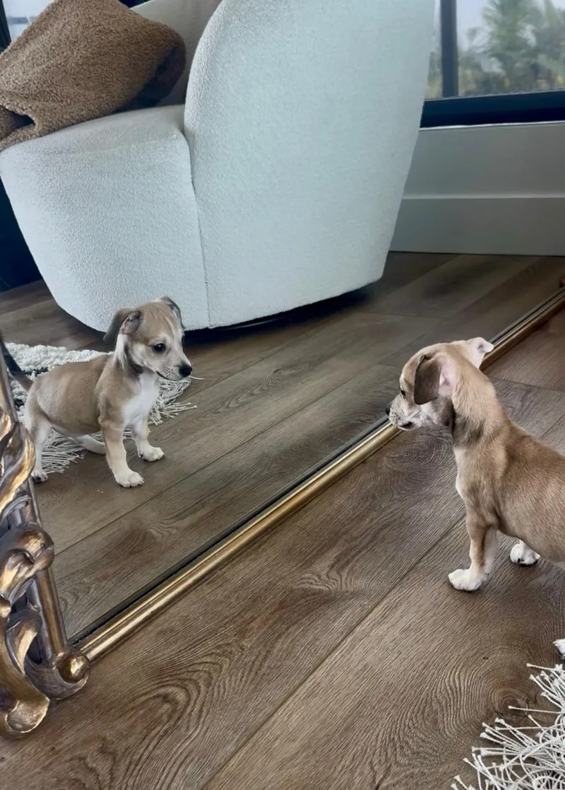 A baby small-sized male Yellow / Tan / Blond / Fawn Dachshund dog named Ryder for adoption in San Diego, CA