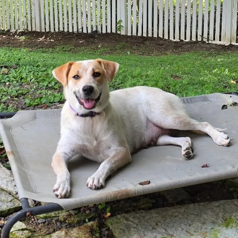 An adult small-sized female Labrador Retriever dog named Bernadette for adoption in Rogersville, MO