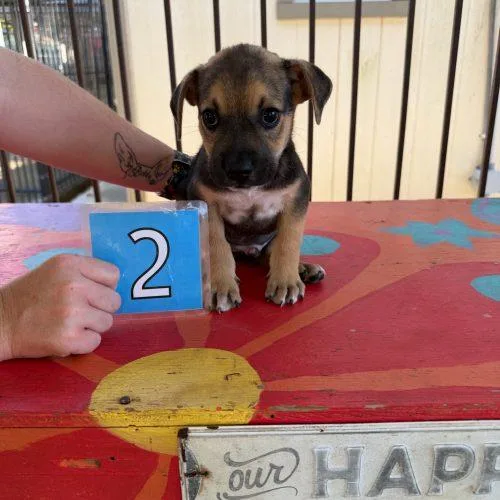 A baby small-sized male Mixed Breed dog named Pop for adoption in Bellmawr, NJ