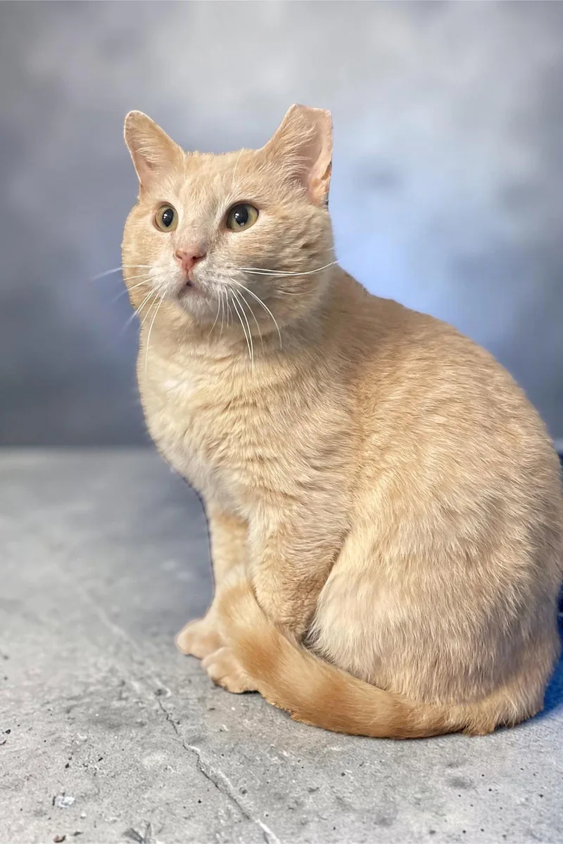 An adult medium-sized male Buff / Tan / Fawn Domestic Short Hair cat named Cedric for adoption in Champaign, IL
