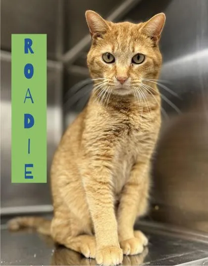 An adult medium-sized male Domestic Short Hair cat named Roadie for adoption in Humboldt, IA