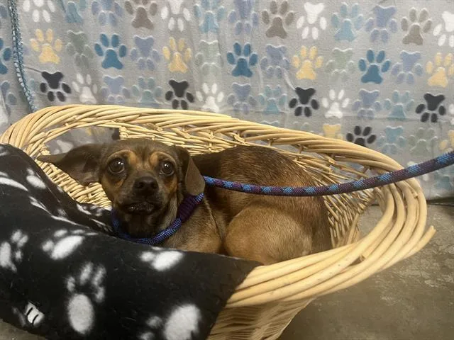 A young small-sized female Chihuahua dog named Paisley Mae for adoption in Rosenberg, TX