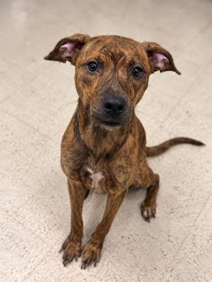 An adult medium-sized female Terrier dog named Isla for adoption in Gulfport, MS