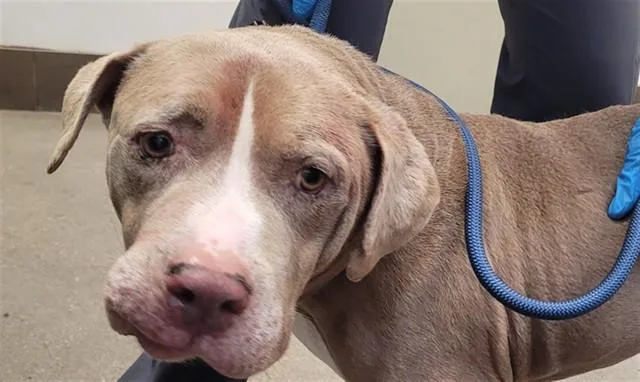 An adult large-sized male Pit Bull Terrier dog named Bruce for adoption in Tucson, AZ