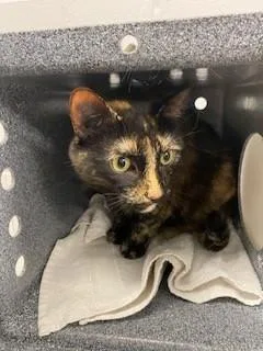 A young small-sized female Domestic Short Hair cat named Zoey for adoption in Saint Cloud, FL