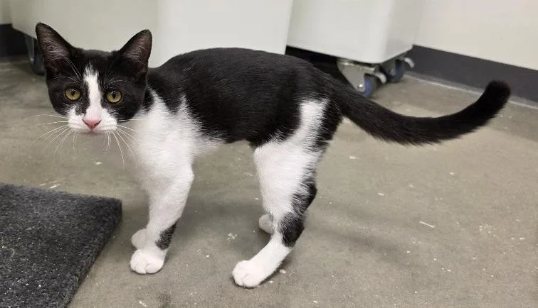 A baby medium-sized female Black & White / Tuxedo Domestic Short Hair cat named Sophia for adoption in Rossville, TN