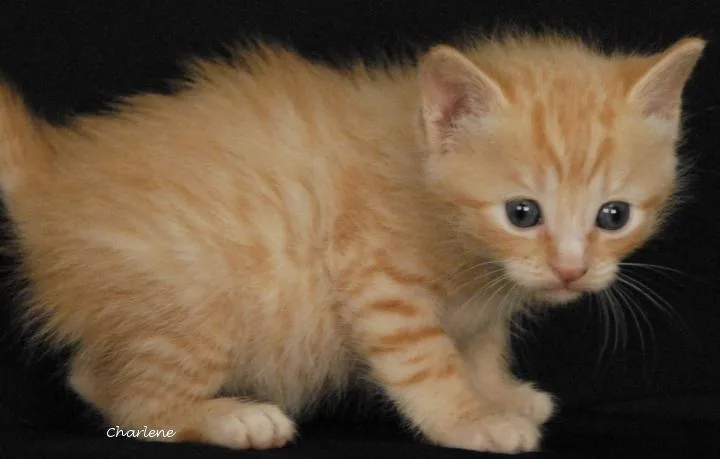 A baby medium-sized male Tabby (Orange / Red) Domestic Short Hair cat named Gulliver for adoption in Newland, NC