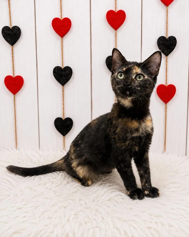 A baby small-sized female Domestic Short Hair cat named Janine for adoption in Corpus Christi, TX