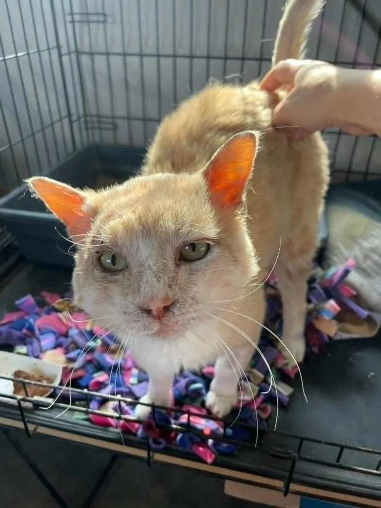 An adult medium-sized male Domestic Medium Hair cat named Captain Ron for adoption in Ogden, UT