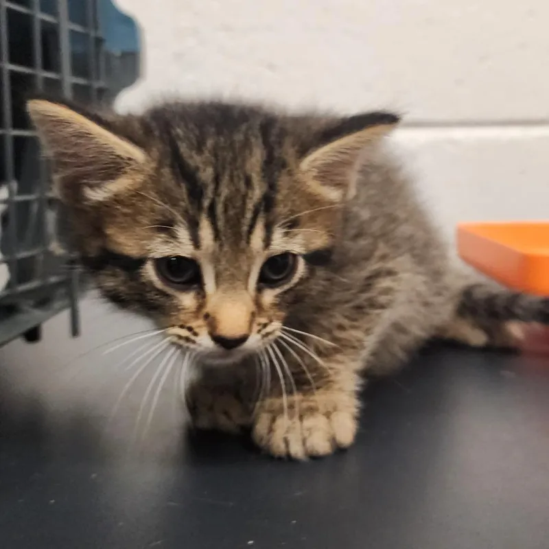 A baby small-sized male Black Domestic Short Hair cat named Joffrey for adoption in Evensville, TN