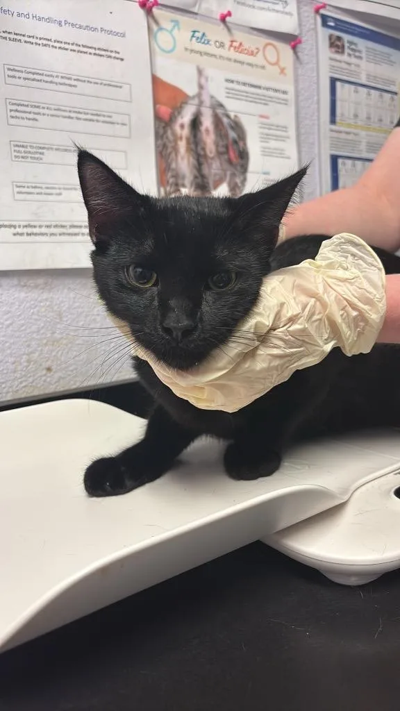A young large-sized male Domestic Short Hair cat named Garrett for adoption in New Braunfels, TX