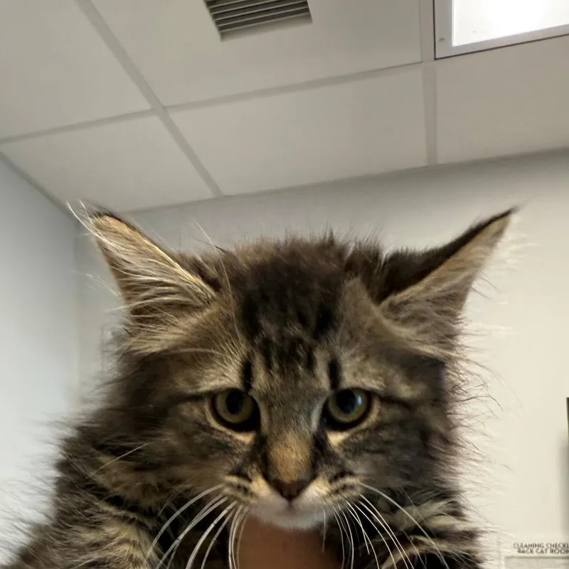 A baby small-sized female Brown / Chocolate Domestic Long Hair cat named Cove for adoption in Branford, CT