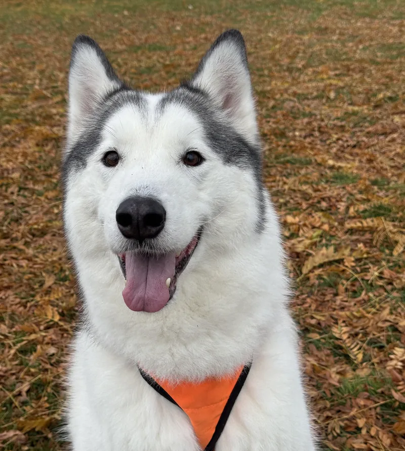 Ronin Fka Odin thumbnail 3