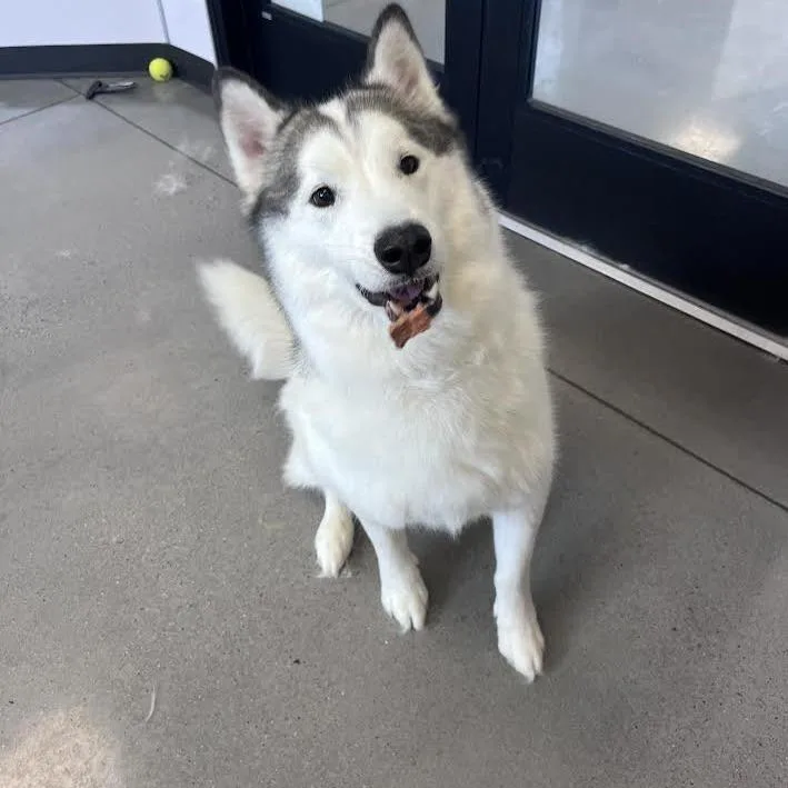 Ronin Fka Odin thumbnail 6