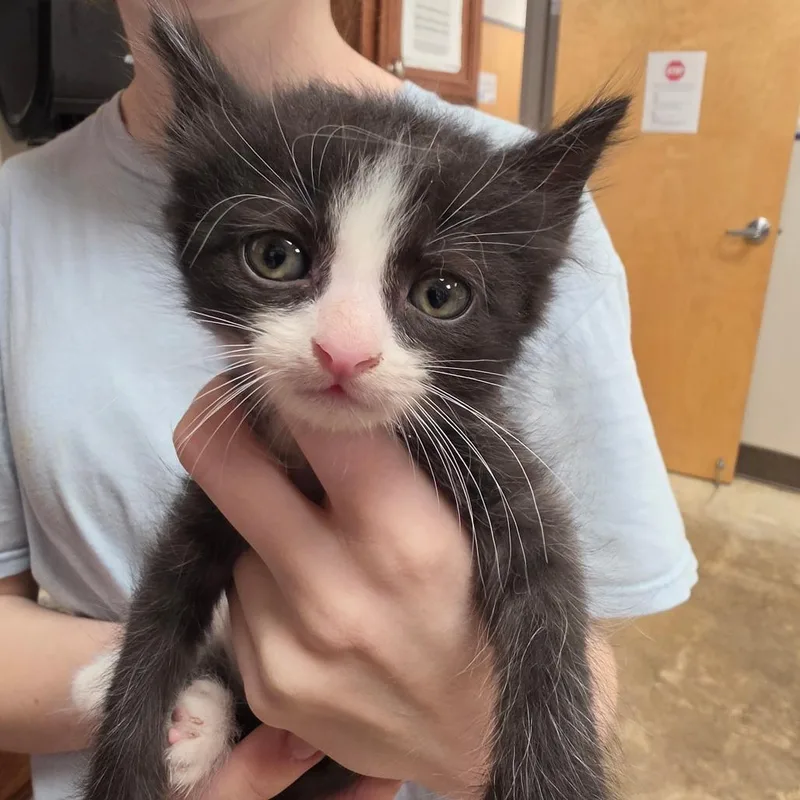 A baby small-sized male Black Domestic Short Hair cat named Kyten U for adoption in Tupelo, MS