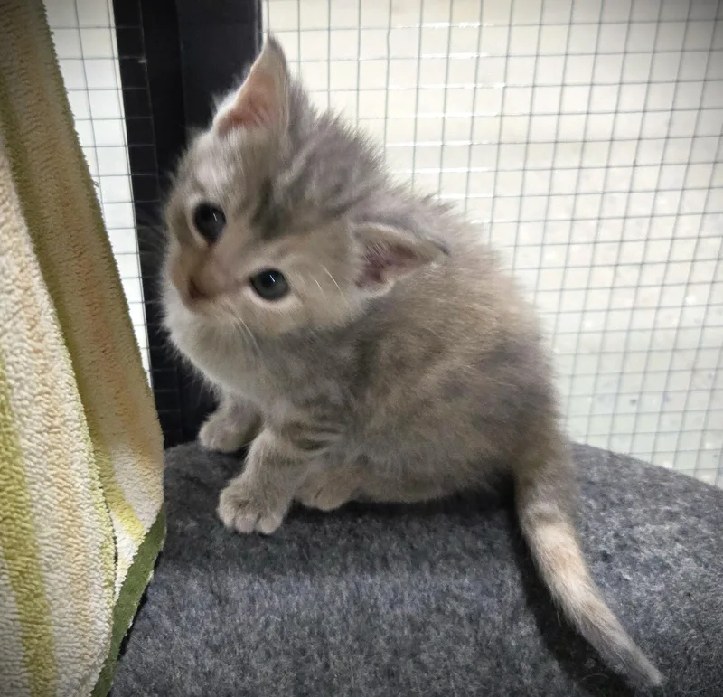 A baby small-sized female Gray / Blue / Silver Domestic Short Hair cat named Freya for adoption in Mankato, MN
