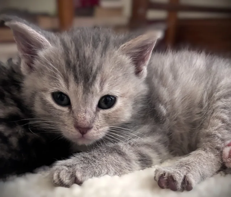 Freya thumbnail 4