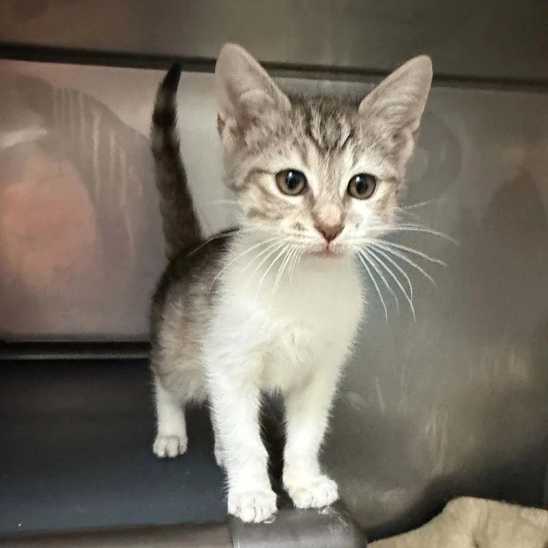 A baby medium-sized male Gray & White Domestic Short Hair cat named Hilton for adoption in Candler, NC
