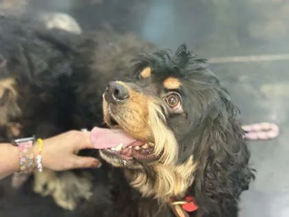 An adult medium-sized male Mixed Breed dog named Axel Rose for adoption in Memphis, TN