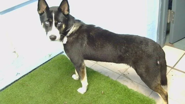 A young large-sized female Siberian Husky dog named Sol for adoption in Gardena, CA
