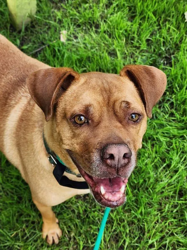 A senior medium-sized male American Bulldog dog named Vincent for adoption in Kingston, NY