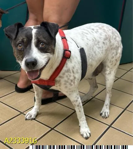 An adult small-sized male Mixed Breed dog named Spot for adoption in West Palm Beach, FL