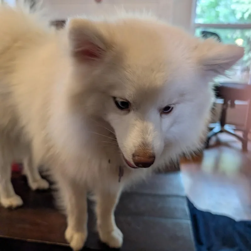 An adult small-sized male White / Cream Pomsky dog named Atlas for adoption in Tulsa, OK