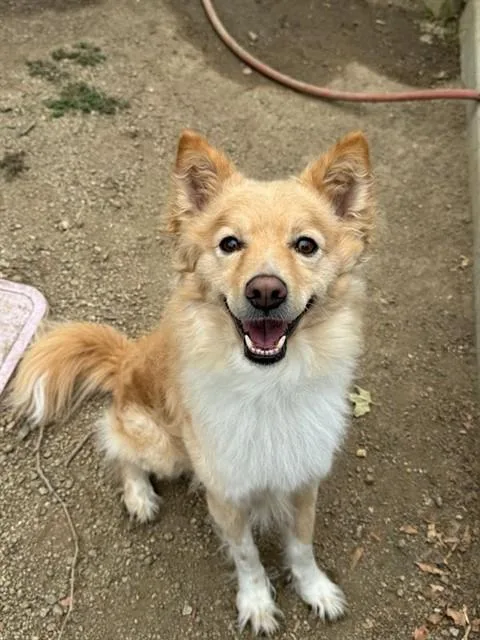 An adult medium-sized male Terrier dog named Louie for adoption in Riverside, CA