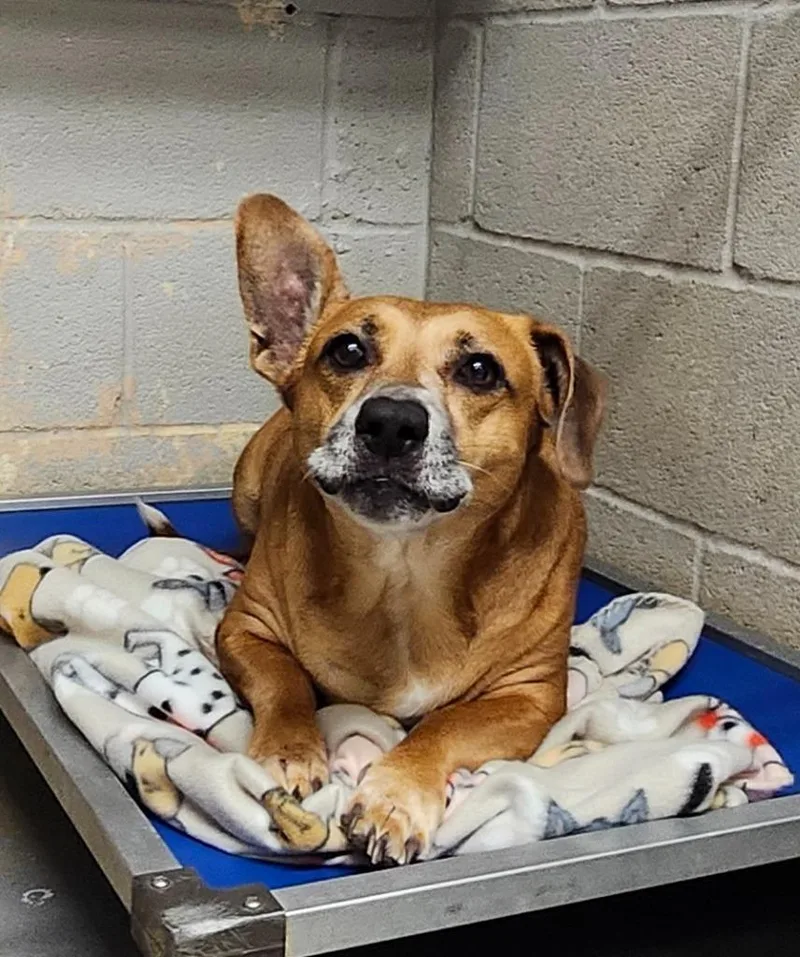 A senior medium-sized female Corgi dog named Trixie for adoption in Athens, AL