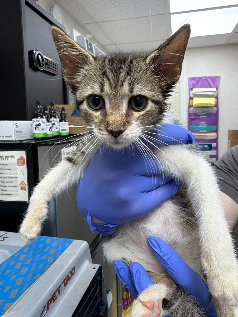 A baby medium-sized male Domestic Short Hair cat named Asher for adoption in Pomona, NY