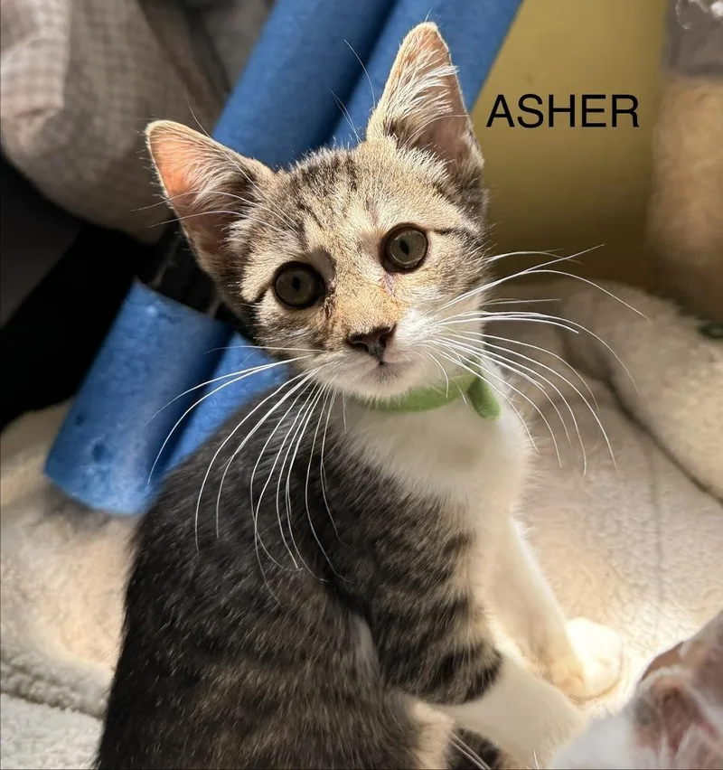 Asher thumbnail 2