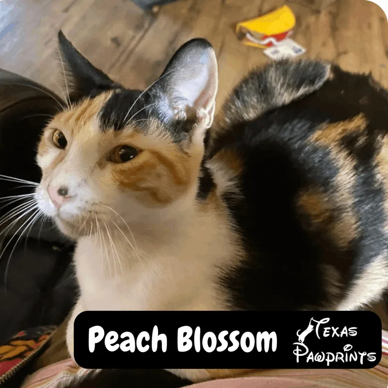 Peach Blossom thumbnail 2