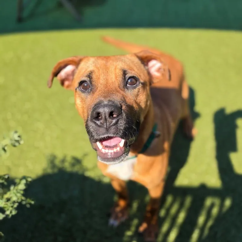 An adult medium-sized male Brown / Chocolate Pit Bull Terrier dog named Doughnut for adoption in Greensboro, NC